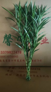 海南富贵竹种植基地施肥方法