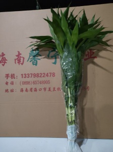 海南富贵竹基地种植富贵竹技术与管理